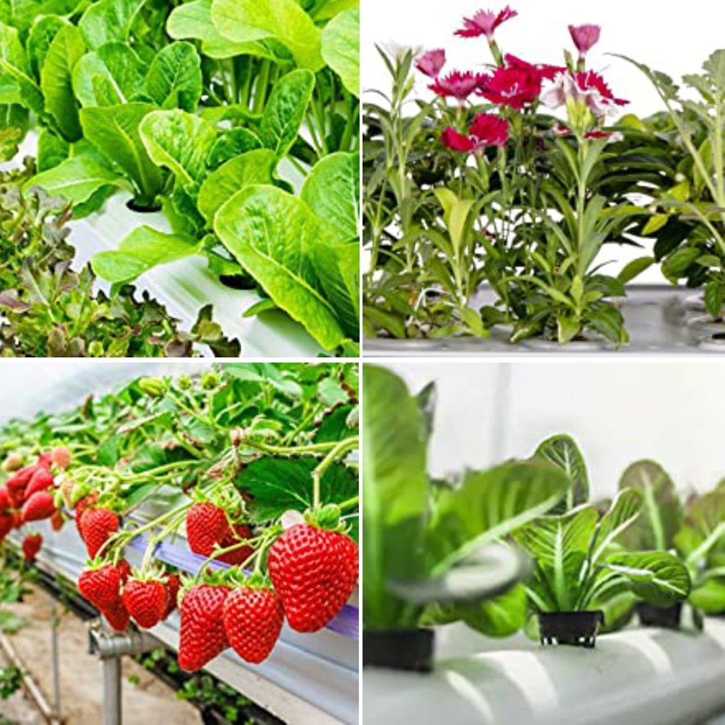 25PCS Hydroponic Pot Net Cup H – обзор и цена Smart Garden Plastic Cups