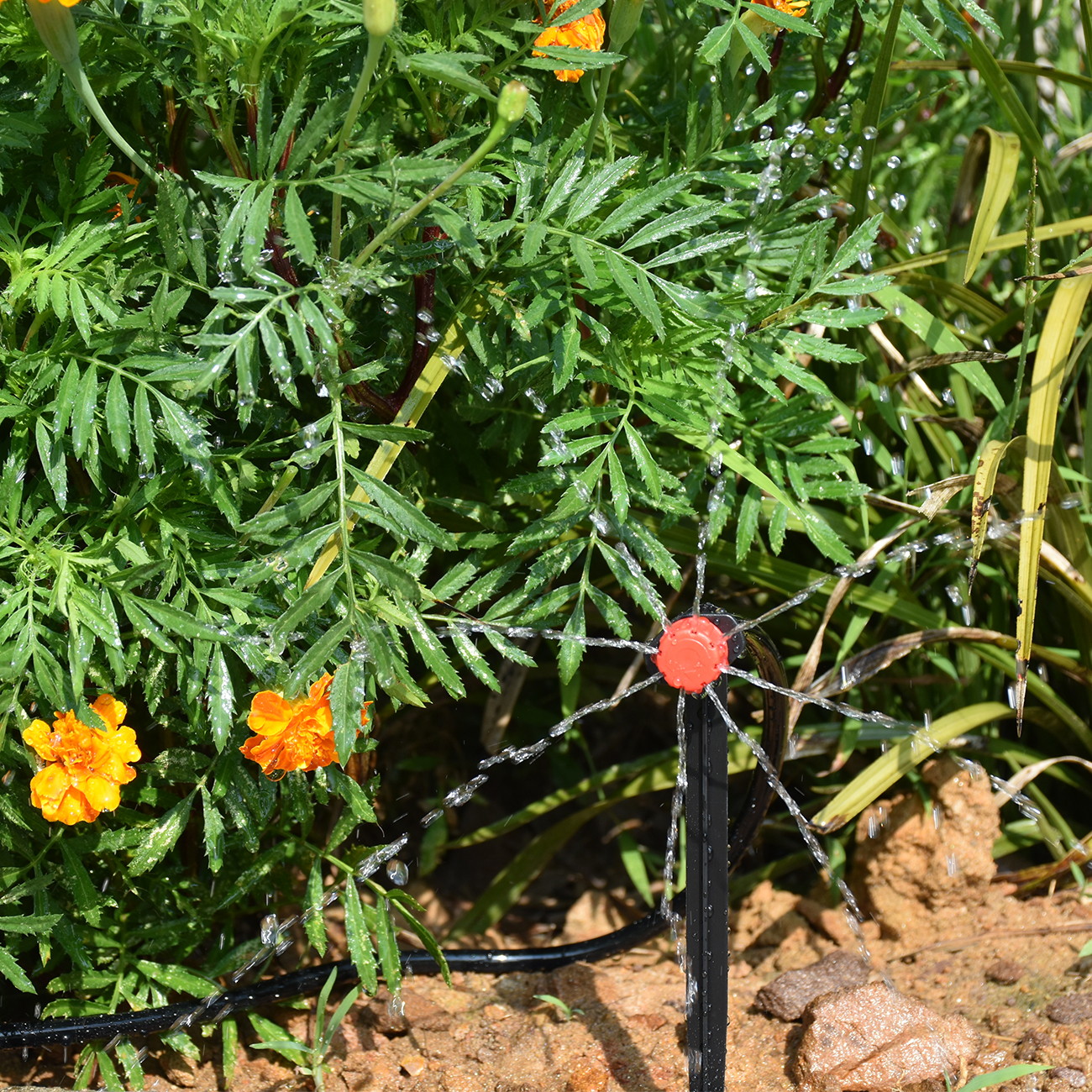 KESLA 5-50M Smart Garden Autom – обзор и цена Smart Garden Plastic Cups